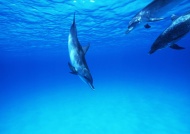 海豚潜水图片