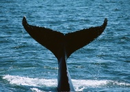 鲸鱼尾巴图片
