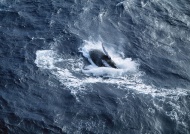 巨型蓝鲸图片