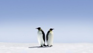 两只背靠背的企鹅图片