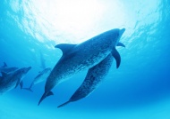 海豚潜水图片