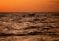 夕阳下鲸鱼图片