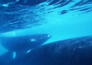 深海蓝鲸图片