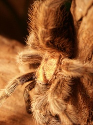 毛蜘蛛图片