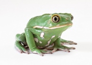 绿青蛙图片