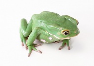 绿青蛙图片