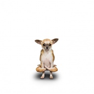 狗狗瑜伽图片