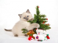 小猫与圣诞节图片