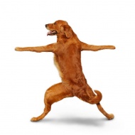 狗狗跳舞图片