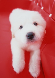 白色短毛小狗图片