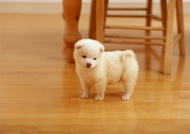白色短毛宠物狗图片