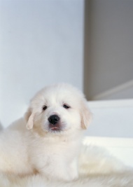白色毛发小狗图片
