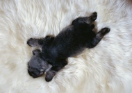 小黑狗睡懒觉图片