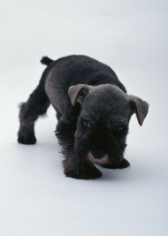 可爱的小黑狗图片