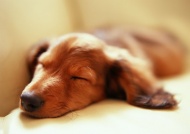 睡懒觉的小狗图片