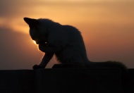 夕阳下的小猫图片