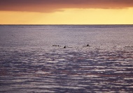 夕阳虎鲸图片
