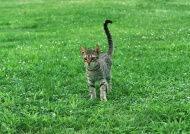 草丛小灰猫图片