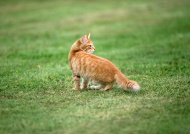 草丛小猫图片