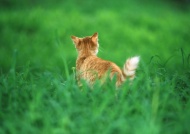 草丛小猫图片