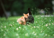 玩耍小猫草丛图片