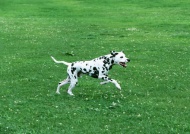 奔跑的斑点狗图片