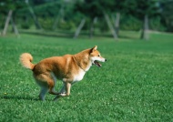 奔跑的小狗图片