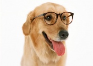 金毛犬带眼镜图片