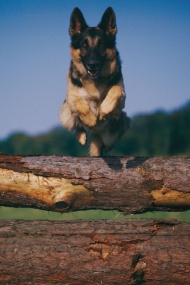 警犬图片