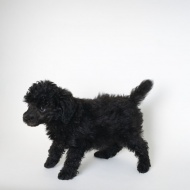 黑毛宠物狗图片