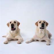 两只小狗图片