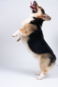 跳跃的小狗图片