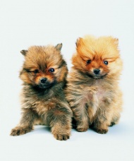两只超可爱的小狗图片