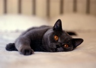 可爱的小黑猫图片