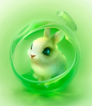 可爱的小兔图片