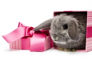 礼品盒里的兔子图片