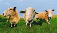 三只小绵羊图片