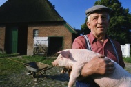 农民与猪图片