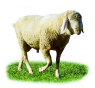 绵羊图片