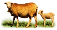 两只绵羊图片
