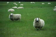 一群绵羊图片