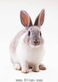 可爱兔子图片