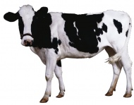 奶牛动物图片
