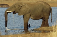 河里玩水的大象图片