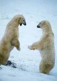 两只北极熊图片