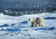 雪地北极熊图片
