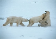 三只北极熊图片
