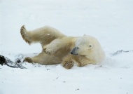 快乐的北极熊图片