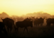 夕阳牛群图片