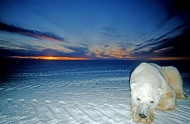 夜幕下的北极熊图片